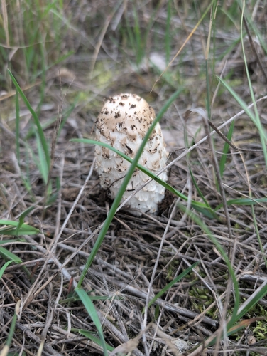 Shaggy Mane
