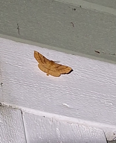 Feathered Thorn
