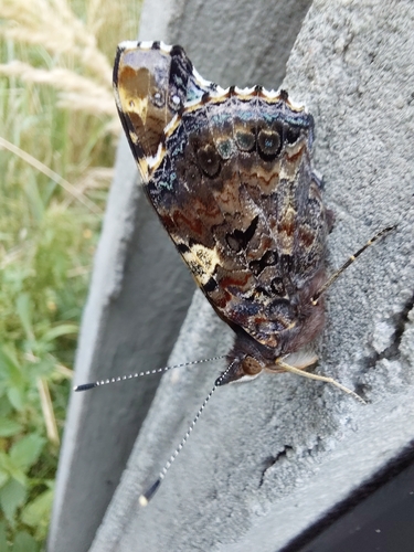 Red Admiral