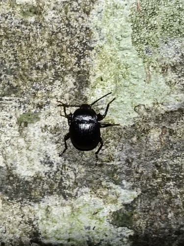 Accanthopus velikensis