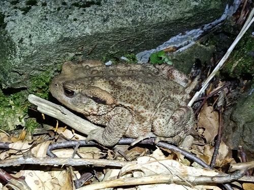 European Toad