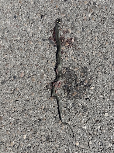 grass snake