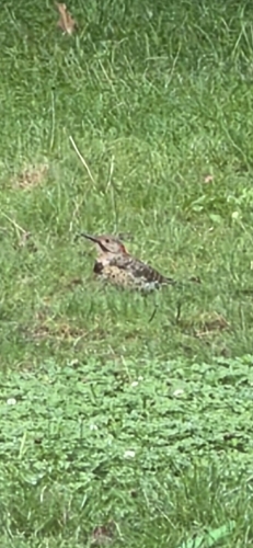 Northern Flicker