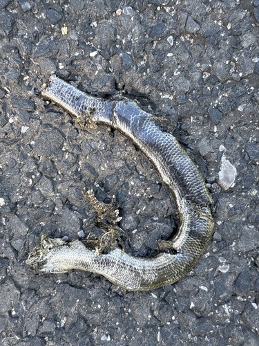 Common Slowworm