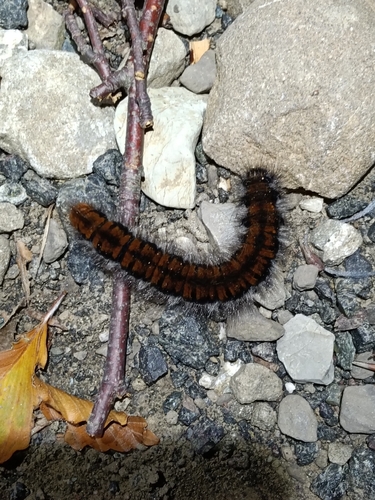 Fox Moth