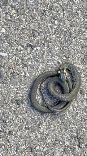 grass snake