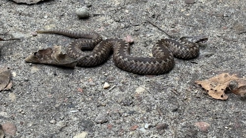 Adder