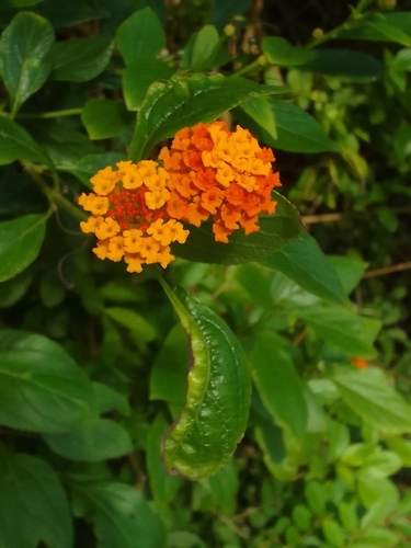 common lantana