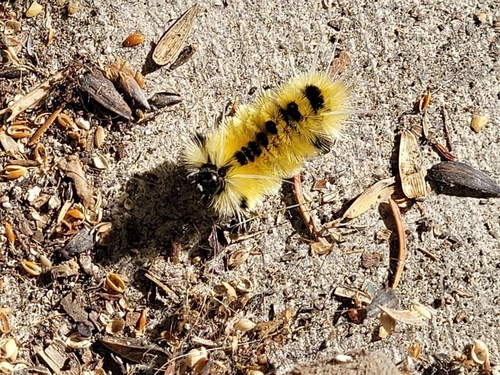 Spotted Tussock Moth