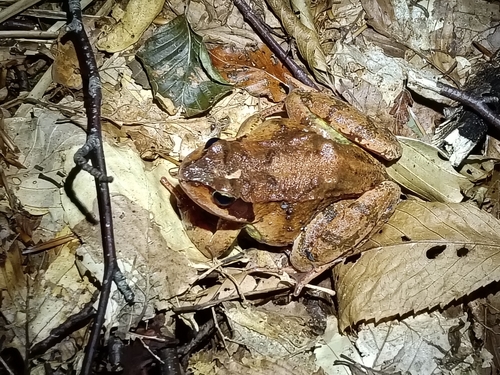 European Common Frog