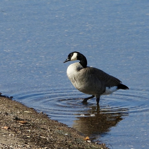 Canada Goose