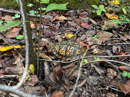 Eastern Box Turtle