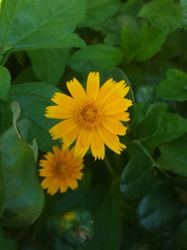 Trailing Daisy