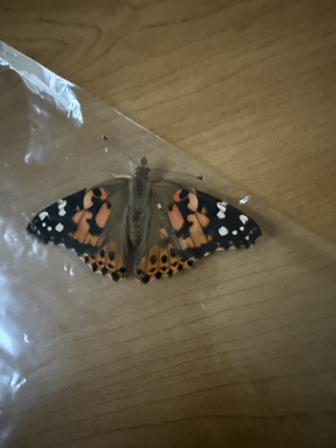Painted Lady