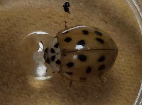Asian Lady Beetle