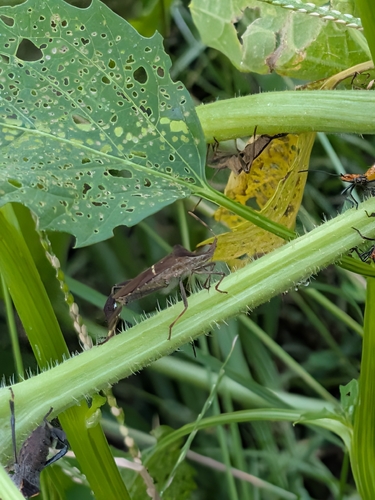 Eastern Leaf-footed Bug