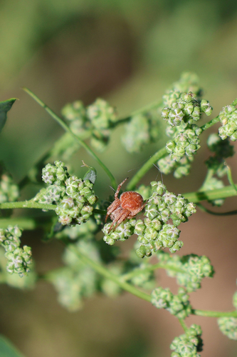 Gorse Orbweaver