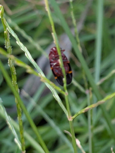 Two-lined Spittlebug