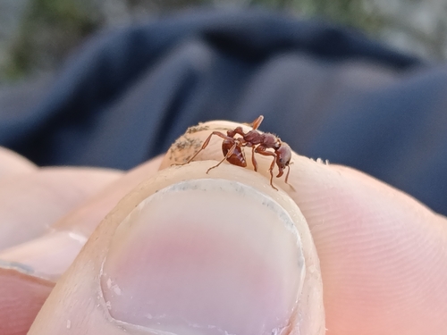 Manica rubida
