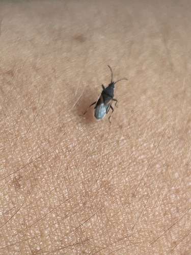 Lime seed bug