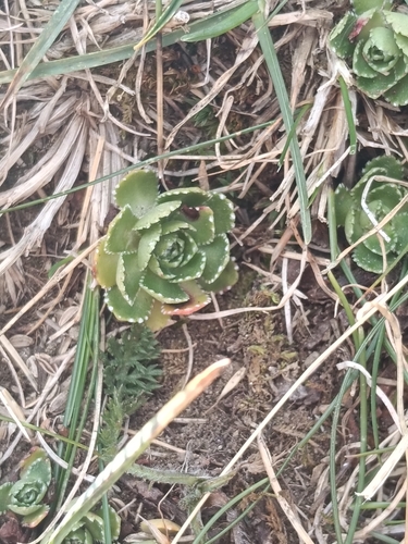 Livelong Saxifrage