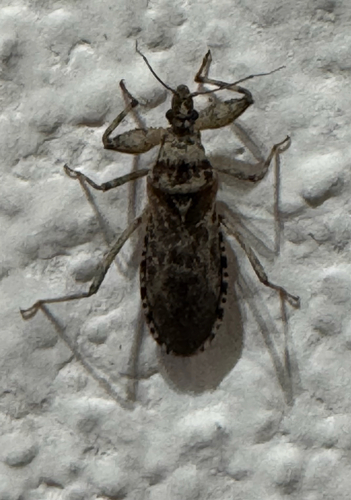 Oncocephalus squalidus