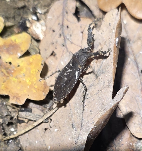 Eurasian Water Scorpion