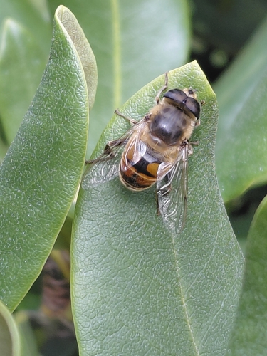 Common Drone Fly