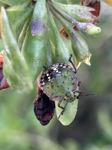 Southern Green Stink Bug