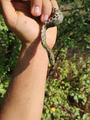 Tessellated Water Snake