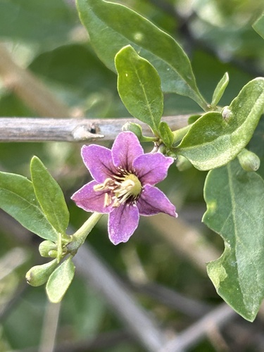 matrimony vine