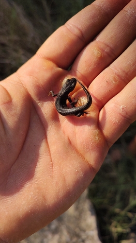 Great Crested Newt
