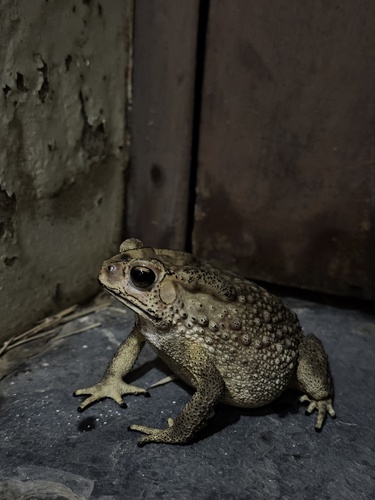 Asian Common Toad
