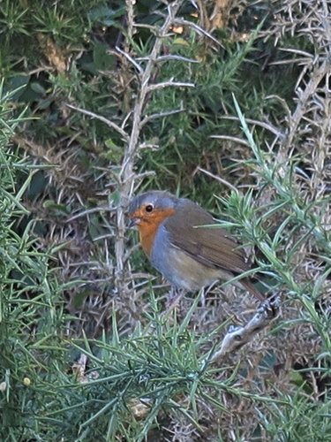European Robin