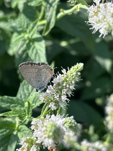 Eastern Tailed-Blue