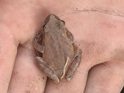 Spring Peeper