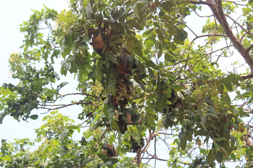 Straw-coloured Fruit Bat