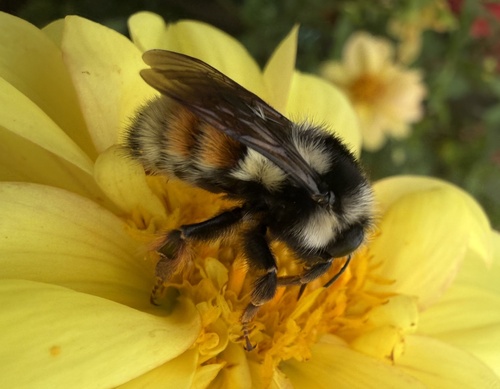 Vancouver Island Bumble Bee
