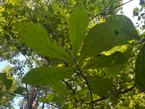 common pawpaw
