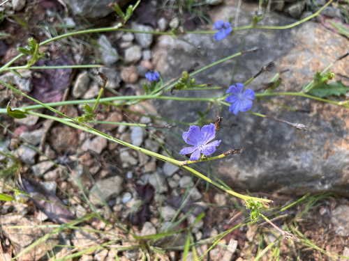 chicory