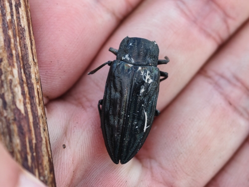 Pine-borer