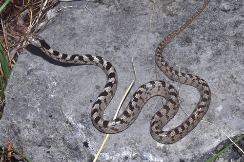 Cat Snake