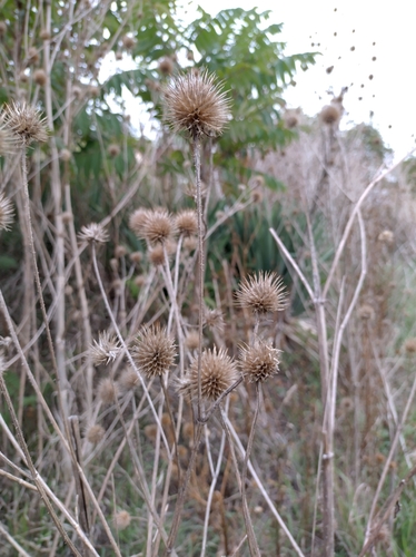 yellowflower teasel