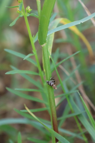 Spotted Marsh Fly