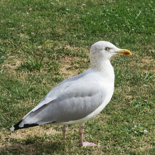 European Herring Gull