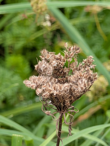 wild carrot