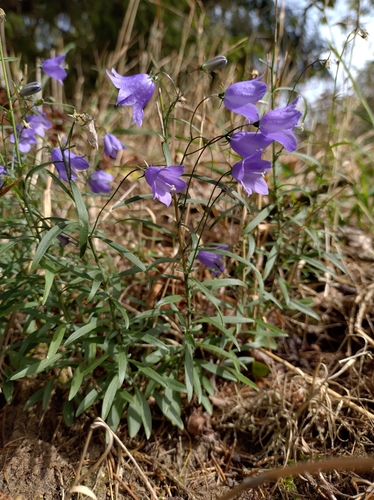 Common Harebell