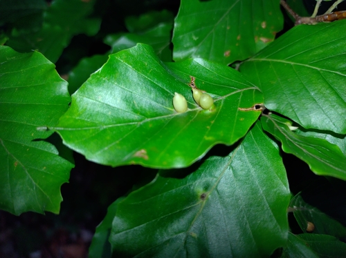 Beech Gall Midge