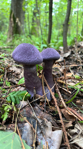 violet webcap