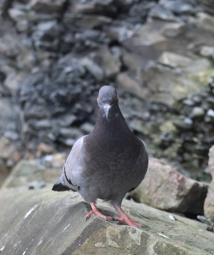 Feral Pigeon